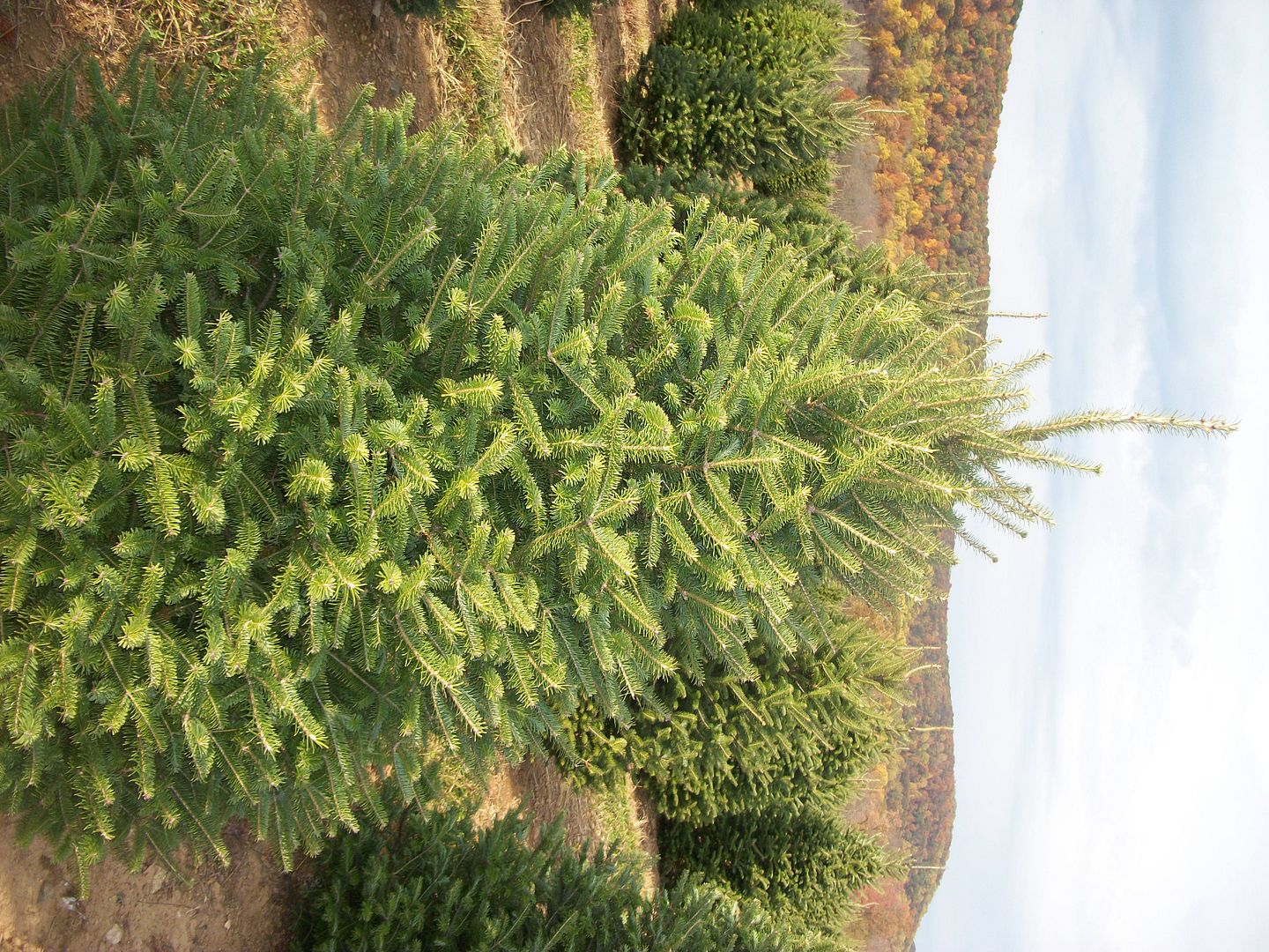 About Our Christmas Trees | Evergreen Valley Christmas Tree Farm - Cut ...